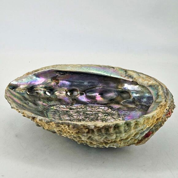 Vintage Large Abalone Shell Seashell Jewelry Making Crafts 6.5 Inches - Picture 2 of 4